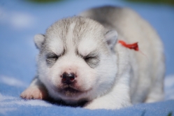 Yoko 2 tygodnie